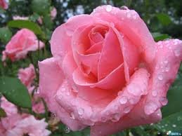 crisfernandes